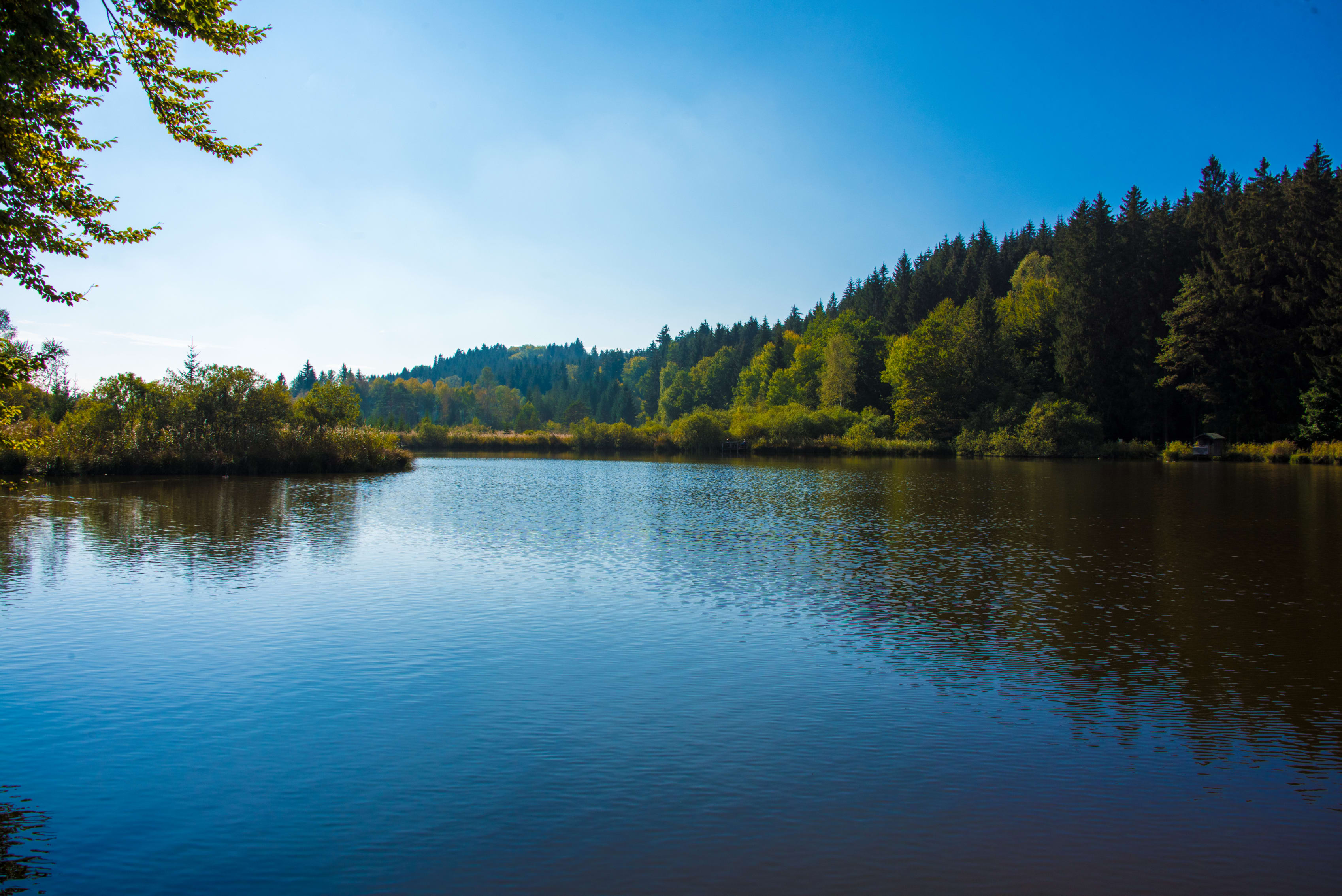 Calm lake with forested banks under a blue sky.