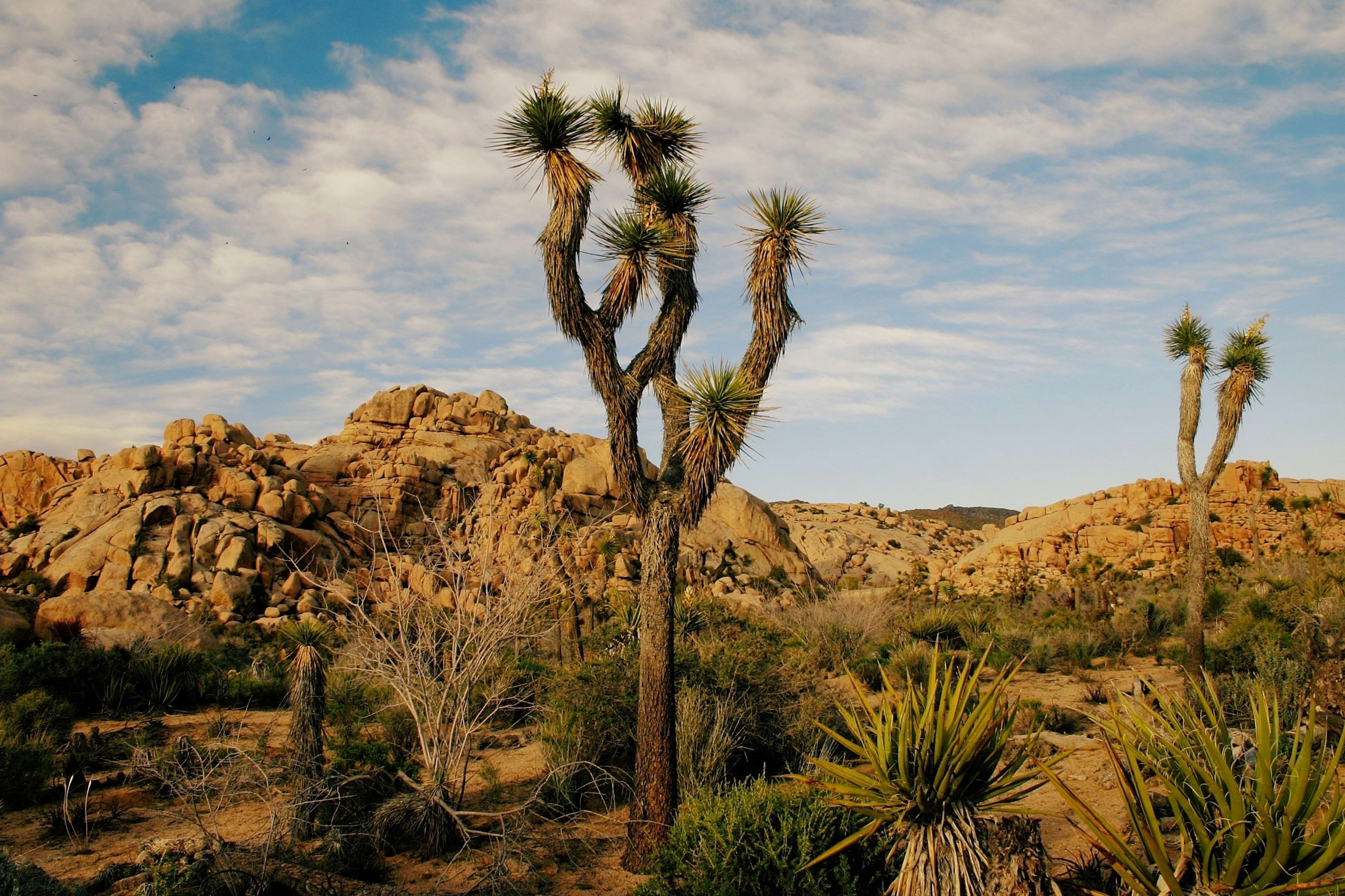 Joshua trees and rocky landscapes under a clear sky in Joshua Tree National Park.