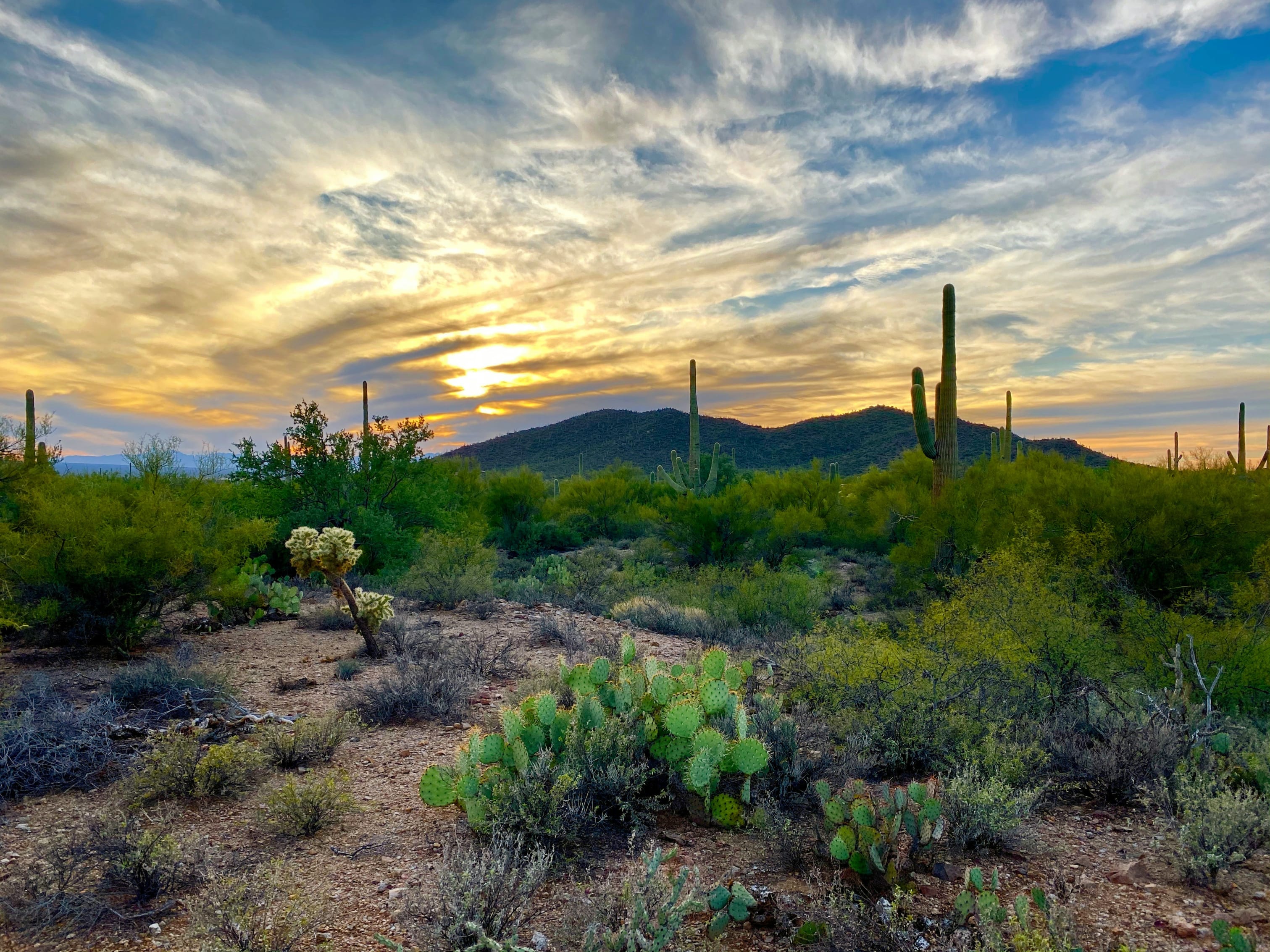 Sunset at Saguaro National Park with vibrant sky and iconic cactus landscape
