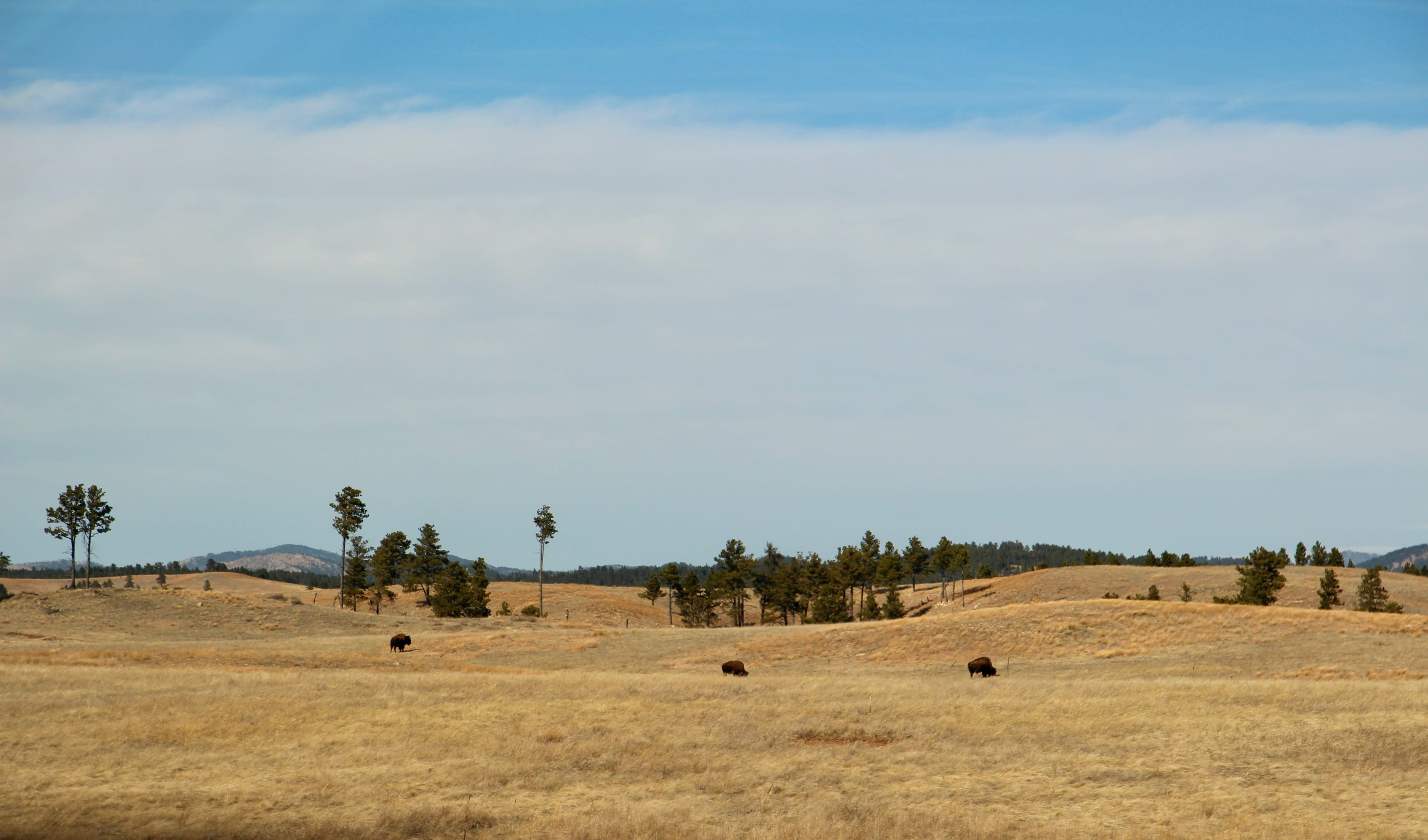 Scenic view of Wind Cave National Park with open grasslands and roaming bison under a vast blue sky.