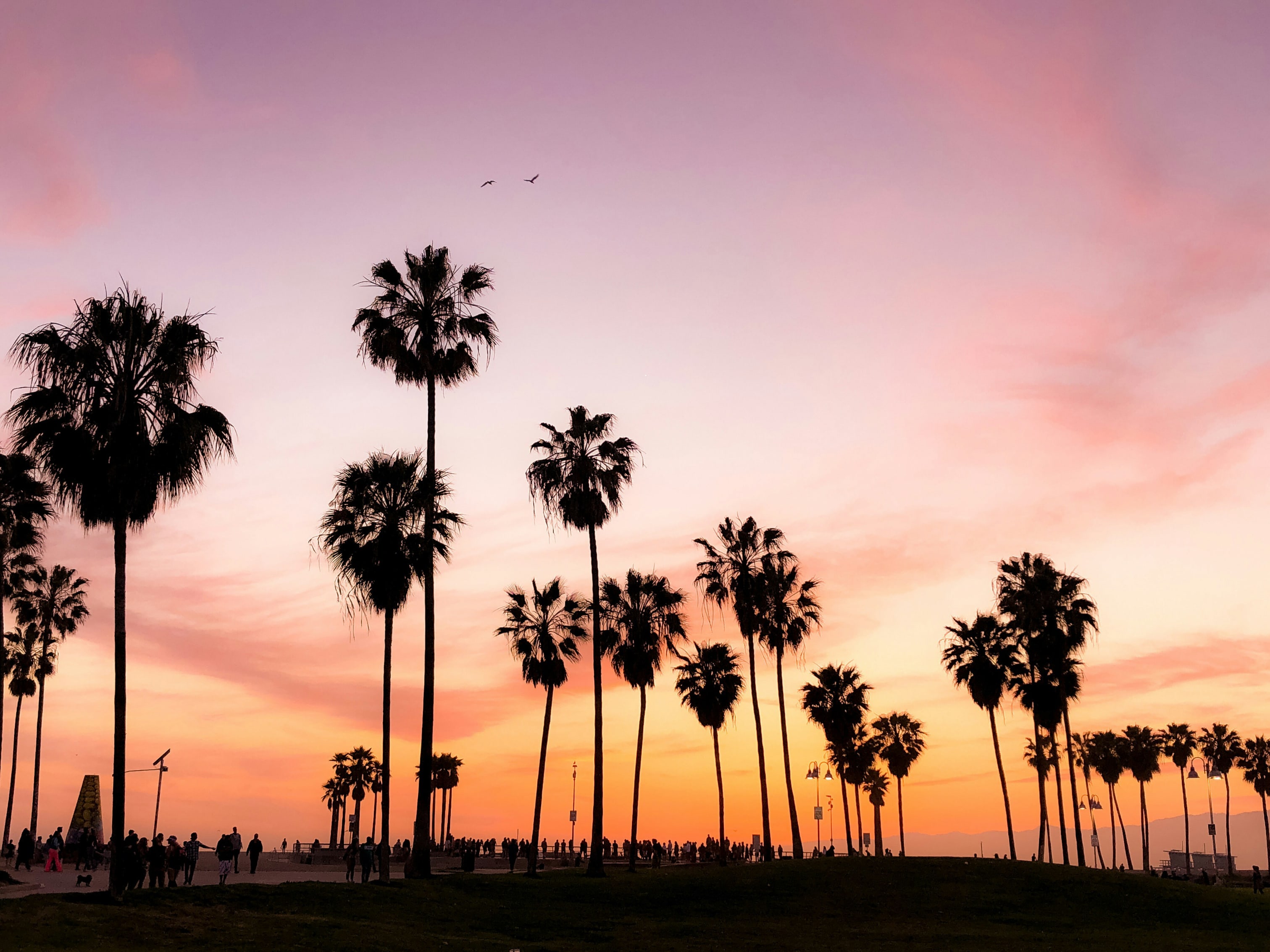 Silhouette of palm trees at sunset in California with colorful sky, depicting serene outdoor adventure location.