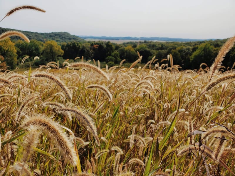 Illinois prairie view