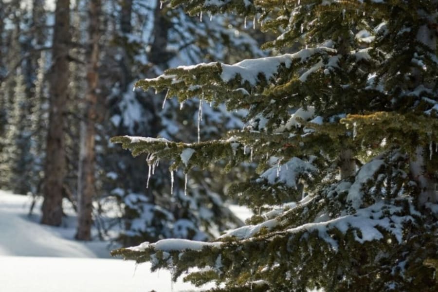 Snow-covered pine branches