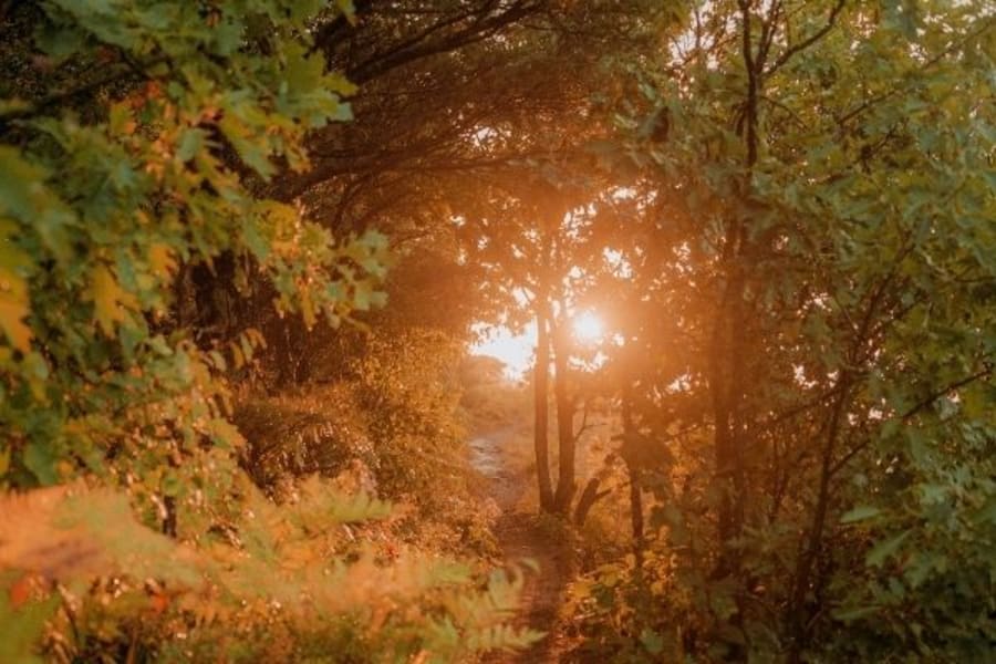 Sun shining through forest canopy in West Virginia