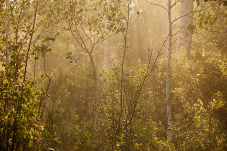 Beautiful forest near Meeker, Colorado