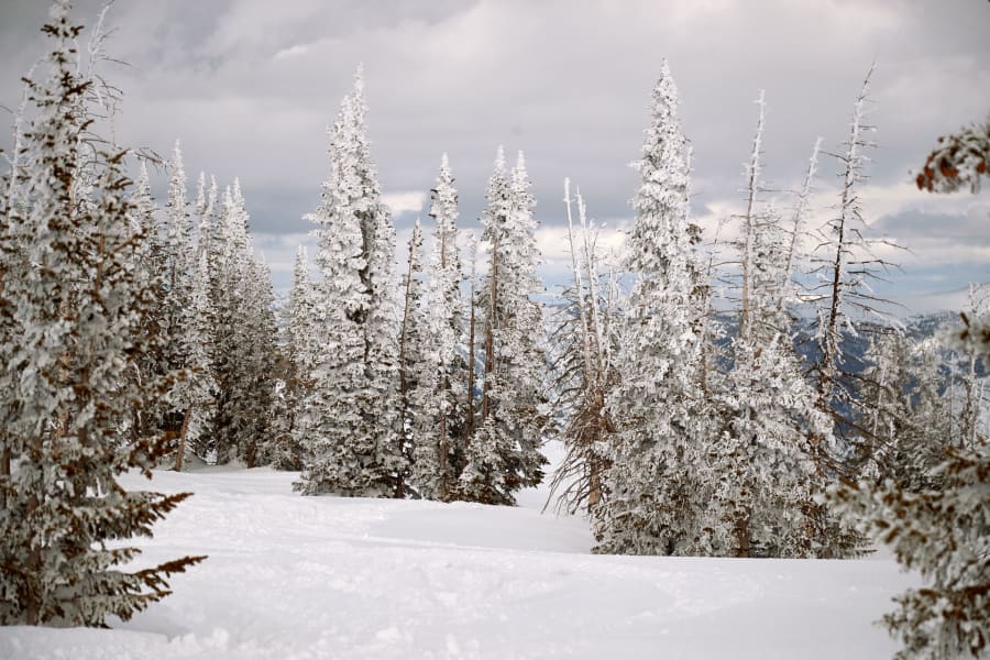 snow-covered pines in northern Wisconsin