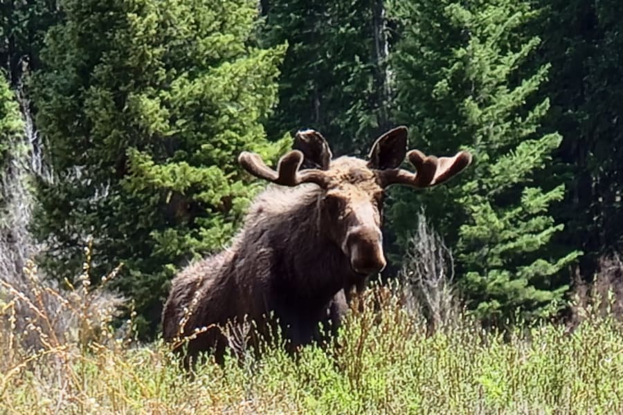 Moose in Colorado