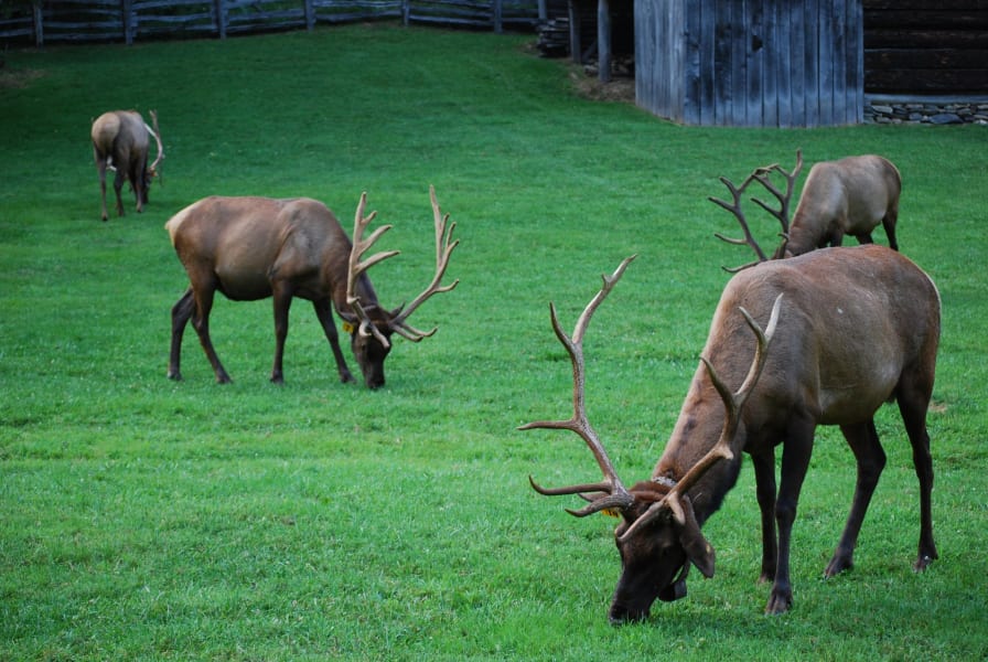 Wildlife