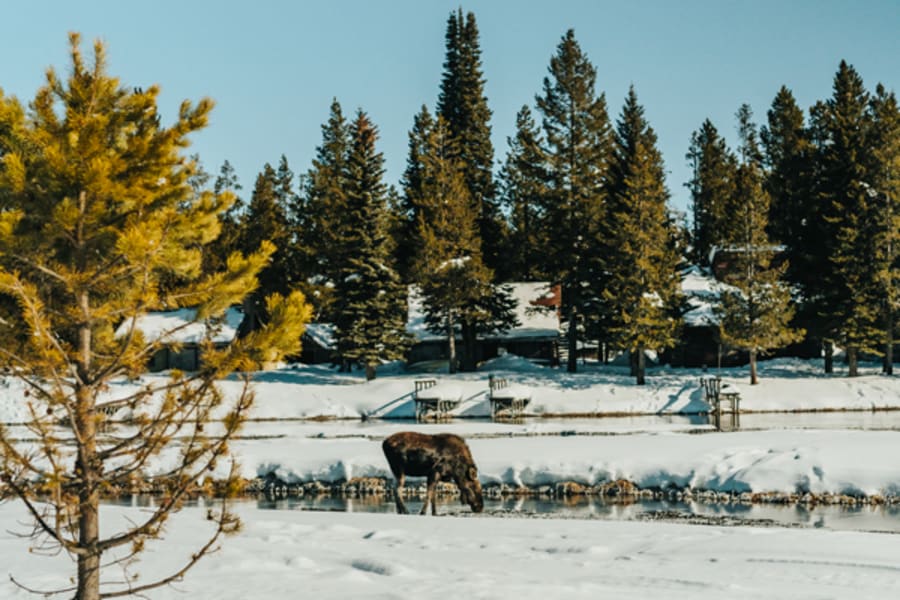 Moose in Idaho