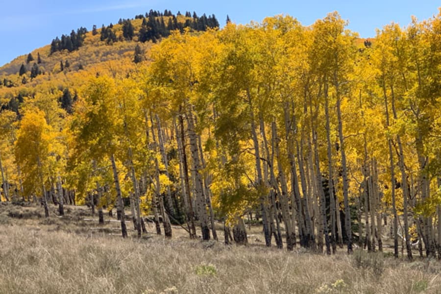 Colorado golden Aspen