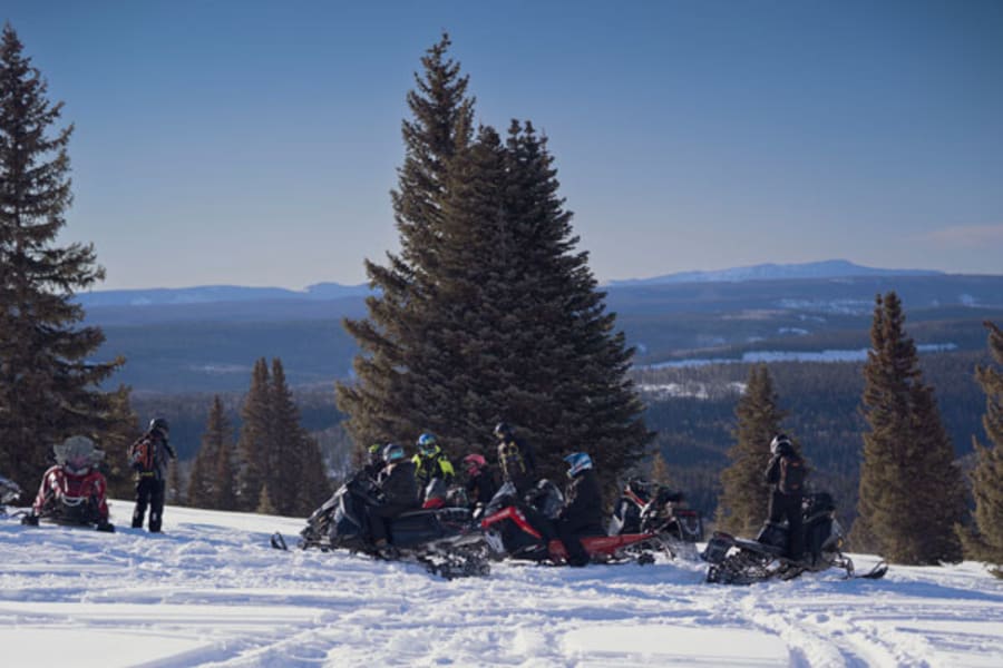 Snowmobilers lined up in front of pine tree