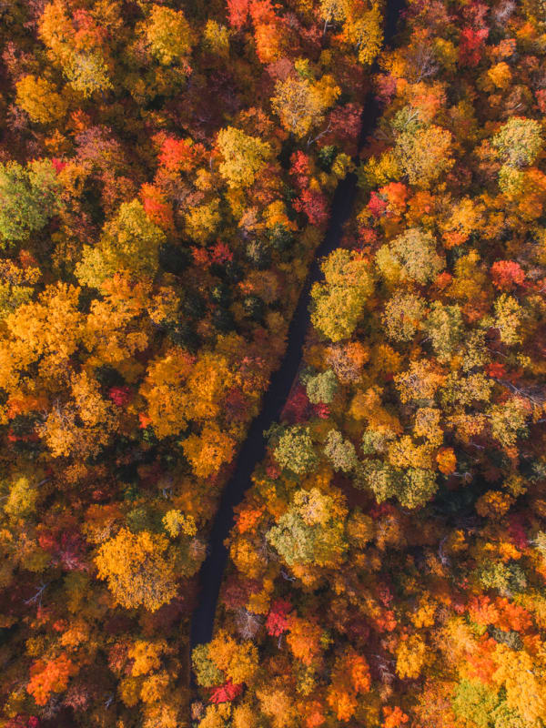 A road through a fall forest.