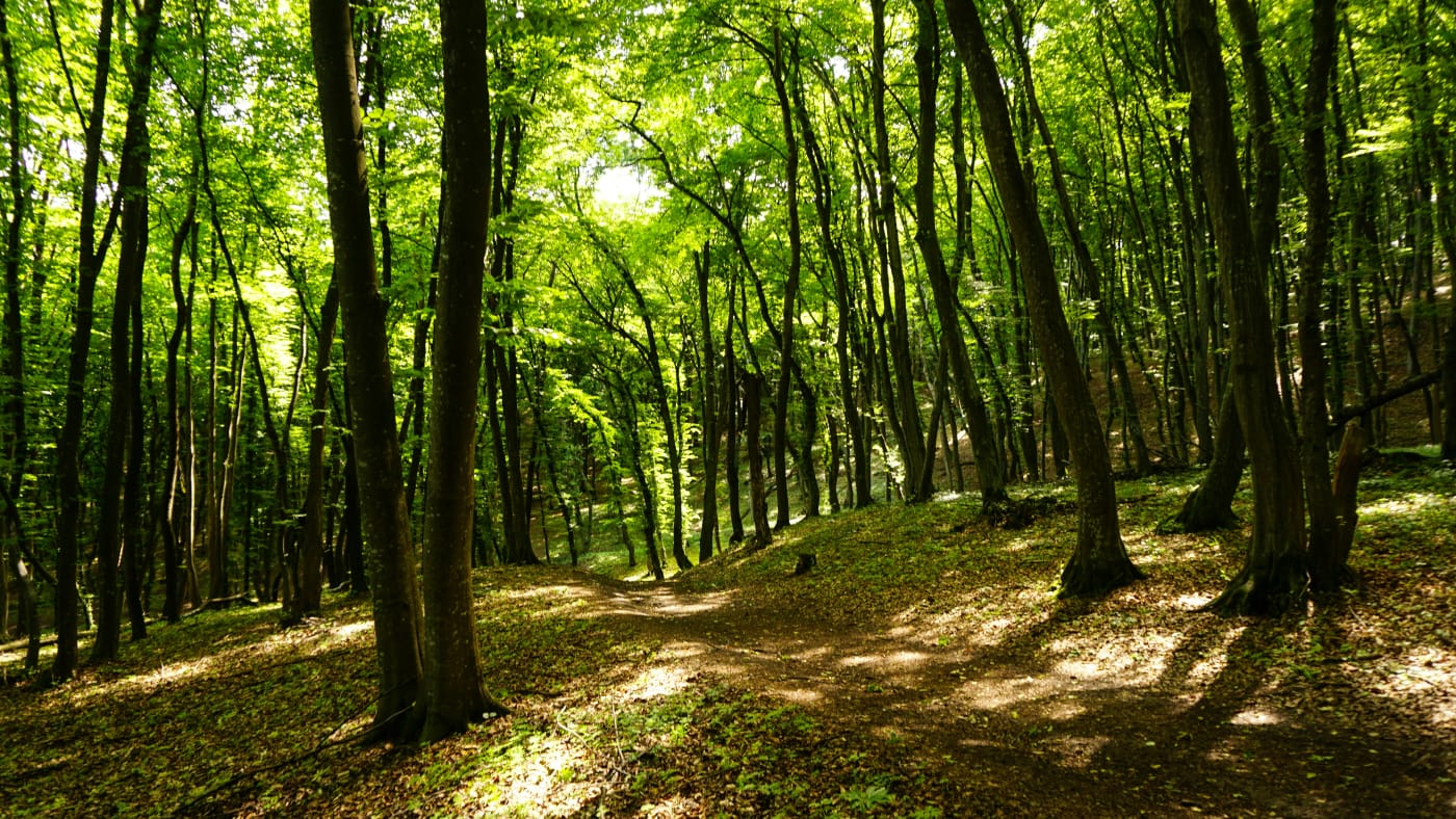 Sun-dappled forest trail winding through lush green trees