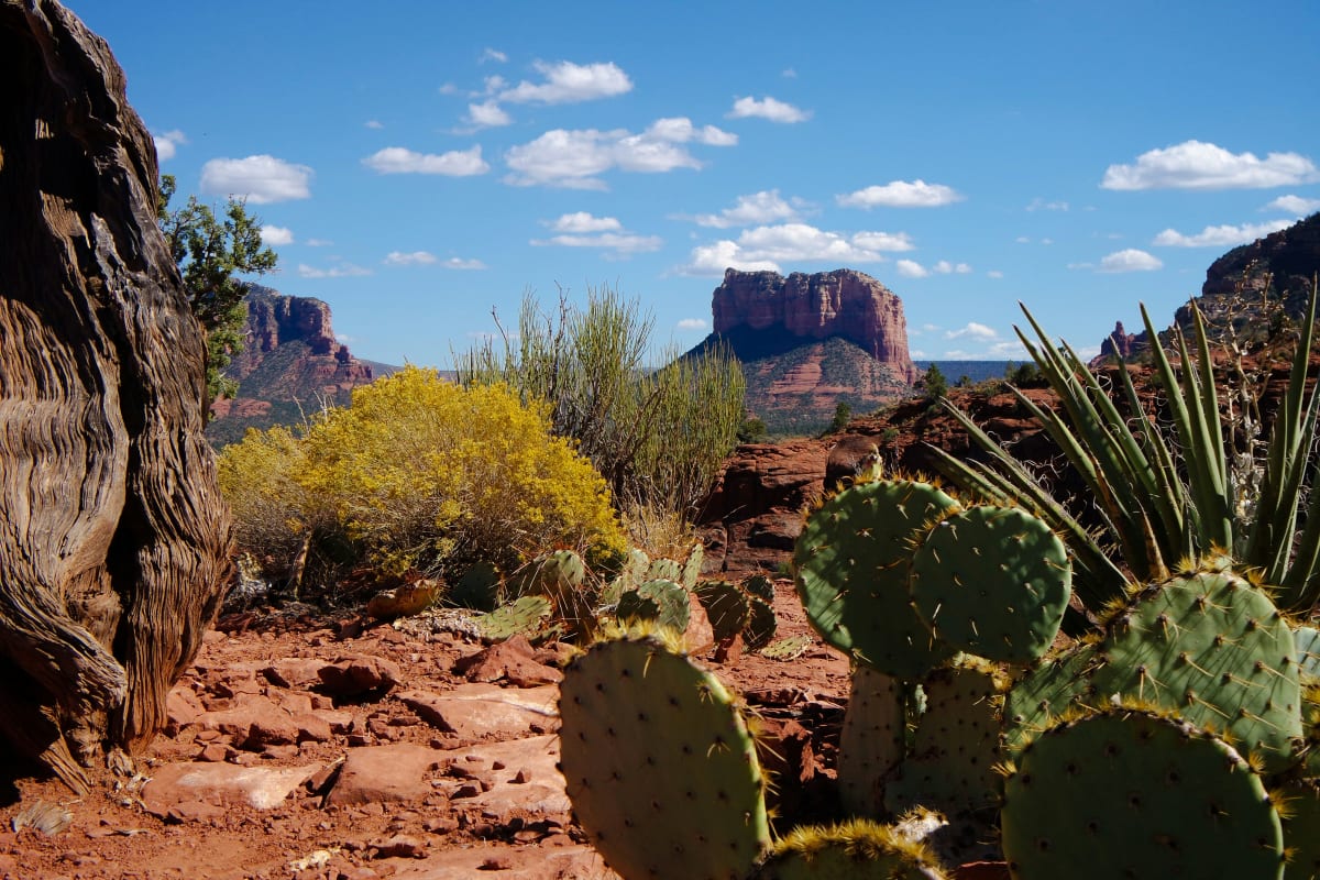 Scenic view of Arizona's red rock landscape with cacti under a clear blue sky, ideal for adventure and exploration.