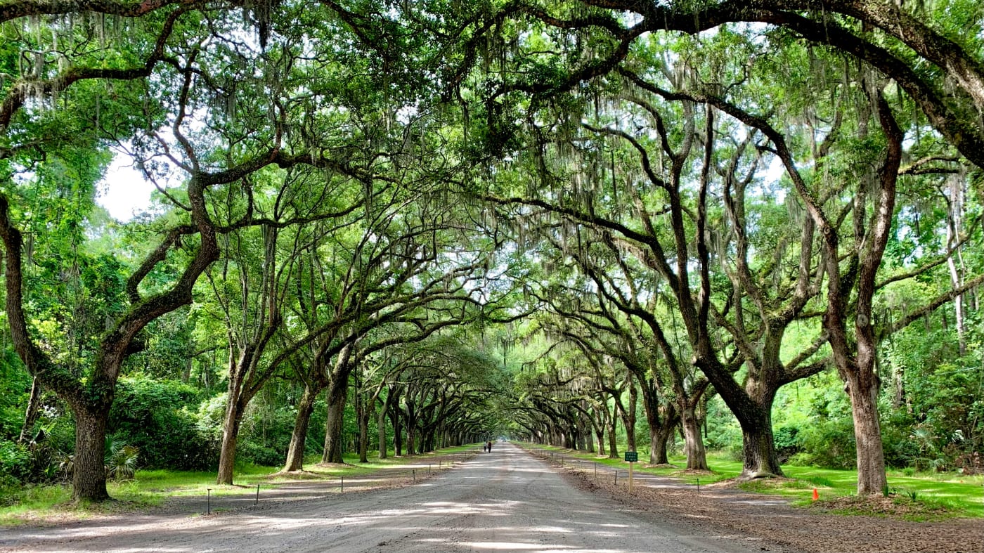 Scenic view of a tree-lined road in Georgia with lush greenery and sprawling branches creating a natural archway.