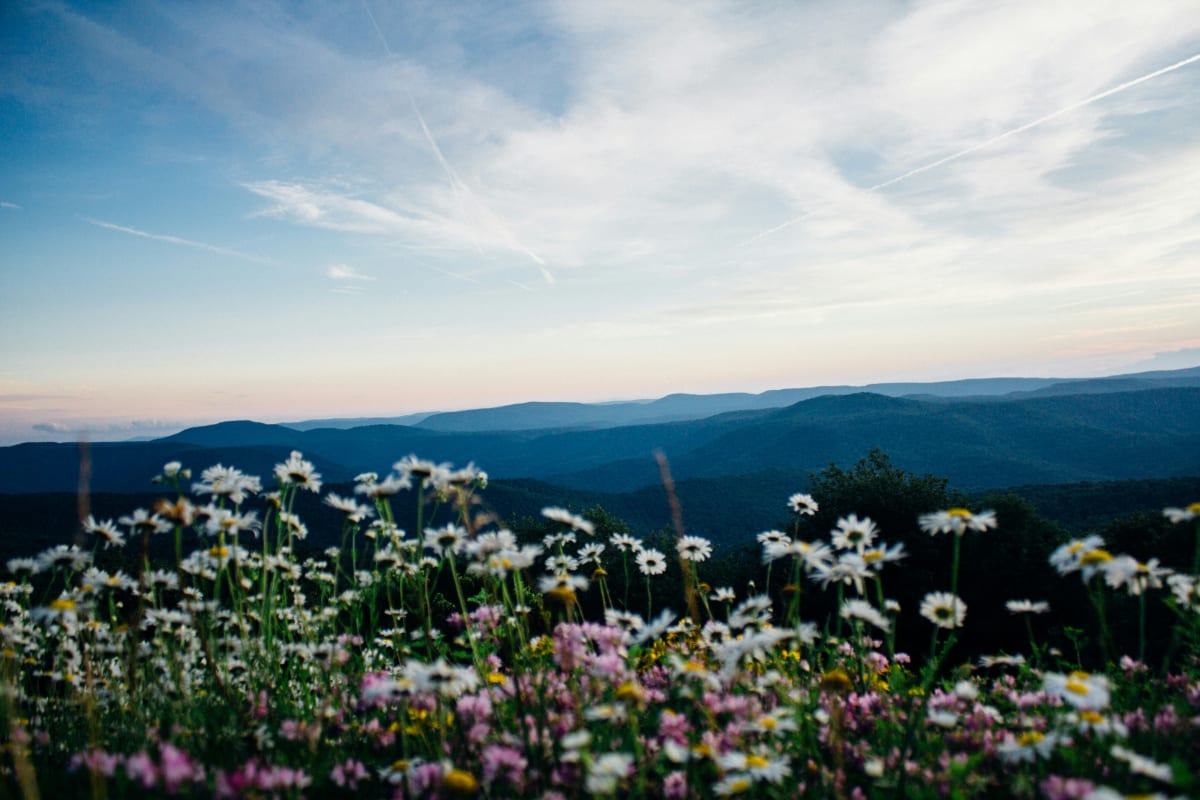Scenic view of West Virginia mountains at dusk with colorful wildflowers in the foreground