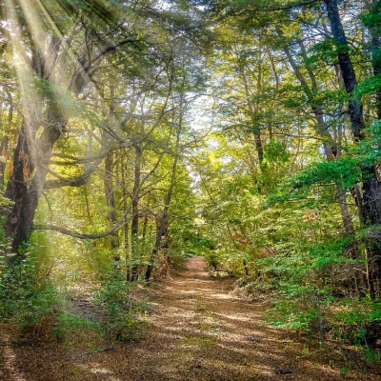 Wisconsin Northwoods UTV Rentals for Fall Colors | Throttle RX ...