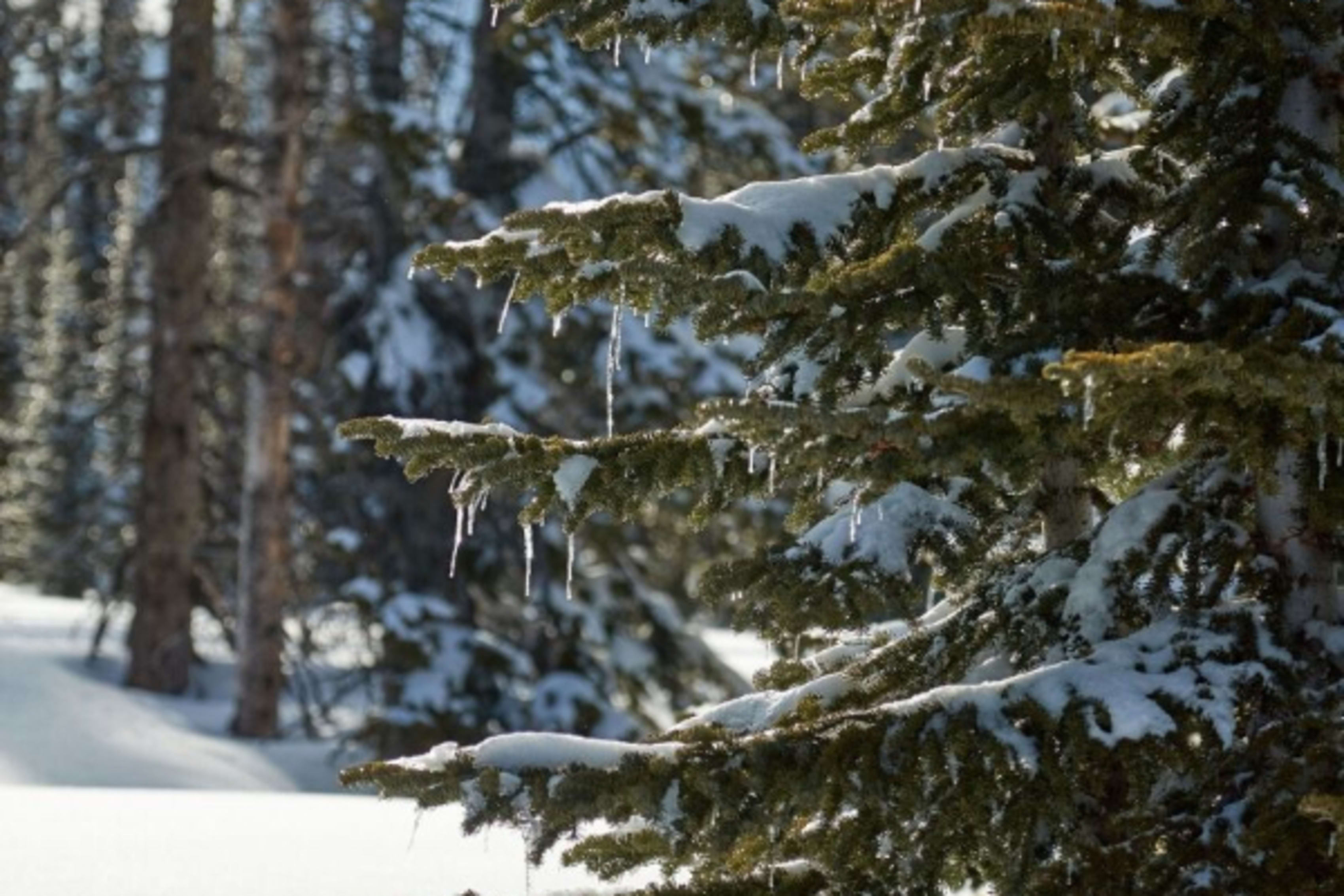 Snow-covered pine branches