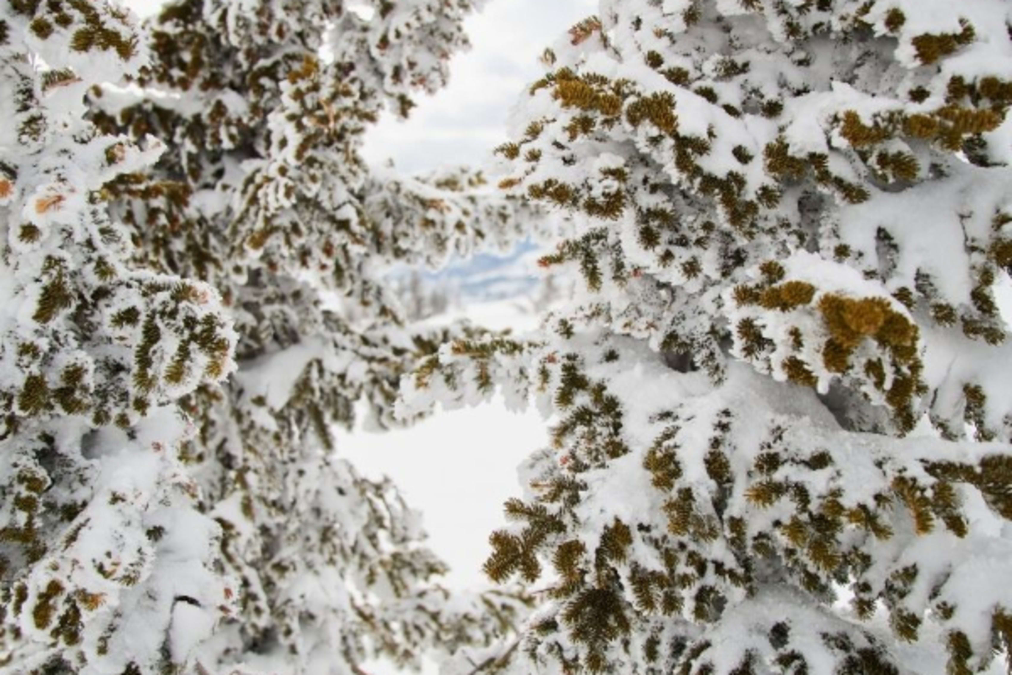 Maine winter pines