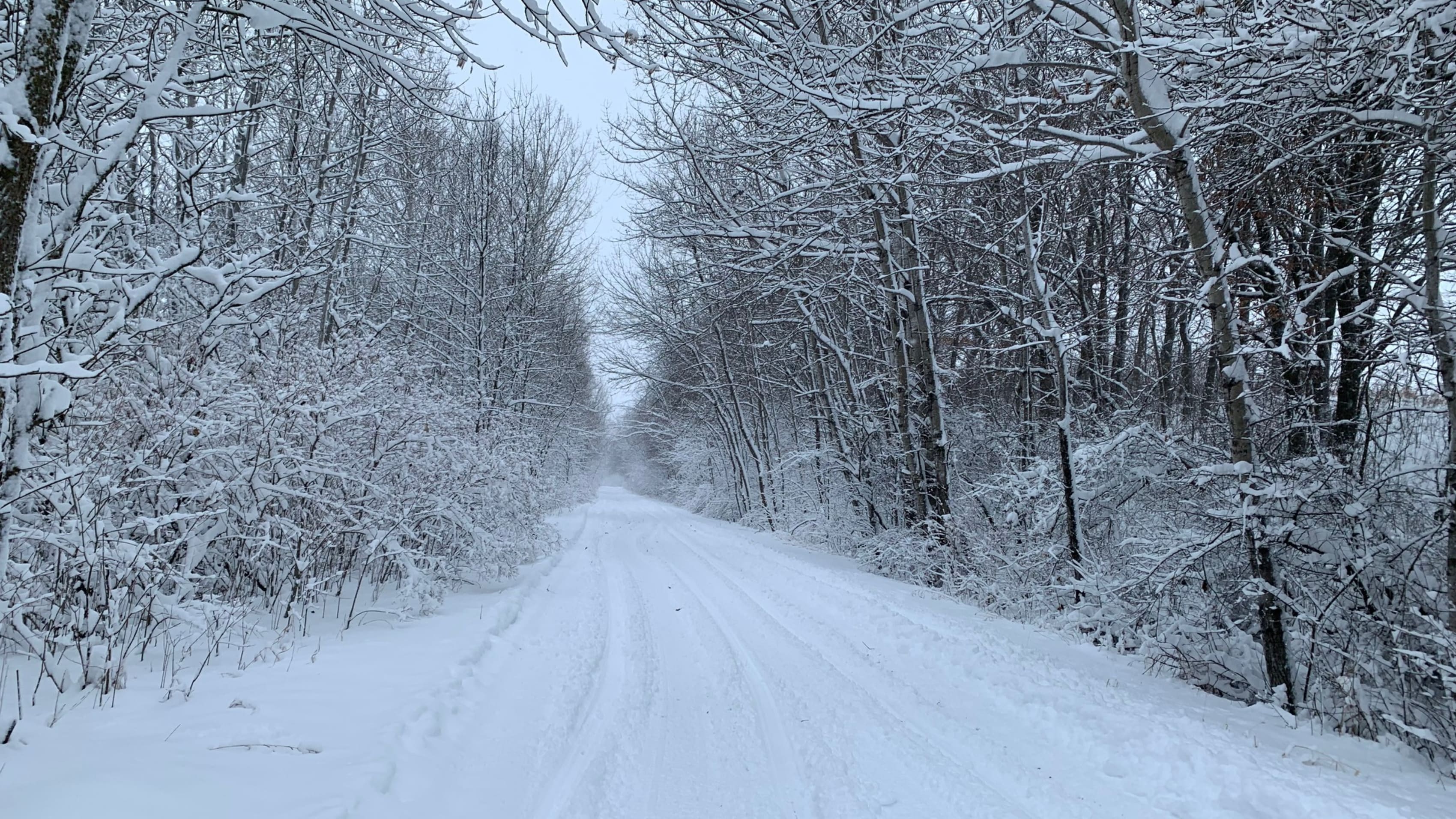 Snowmobile trail through the woods near Alexandria, Minnesota.