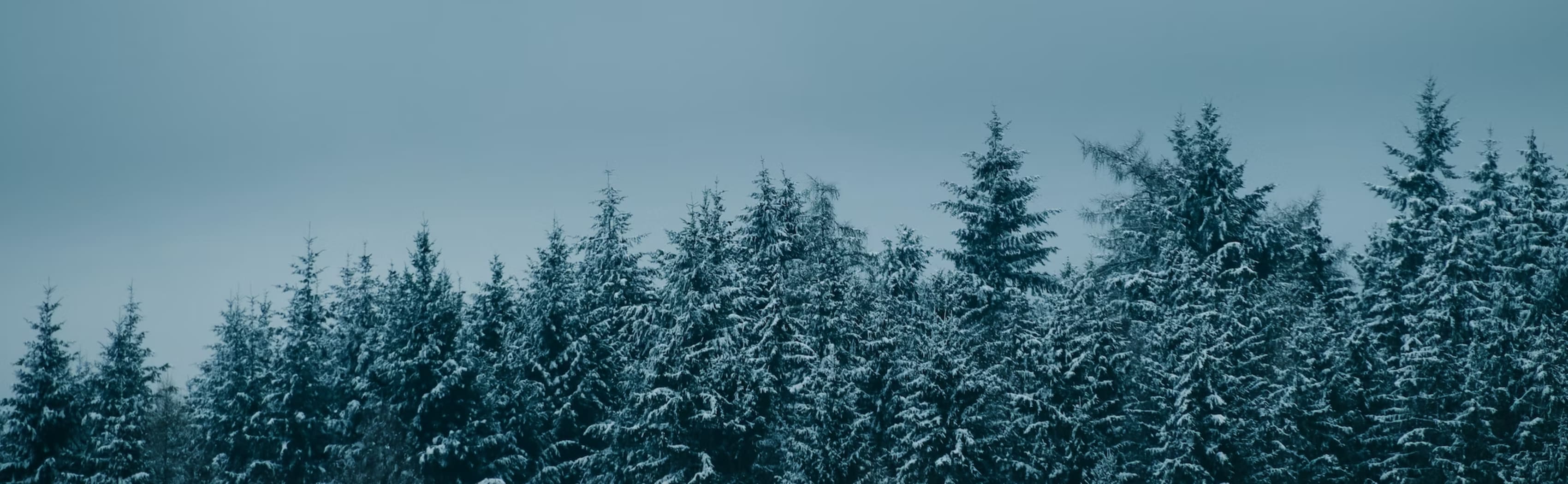 Winter Forest