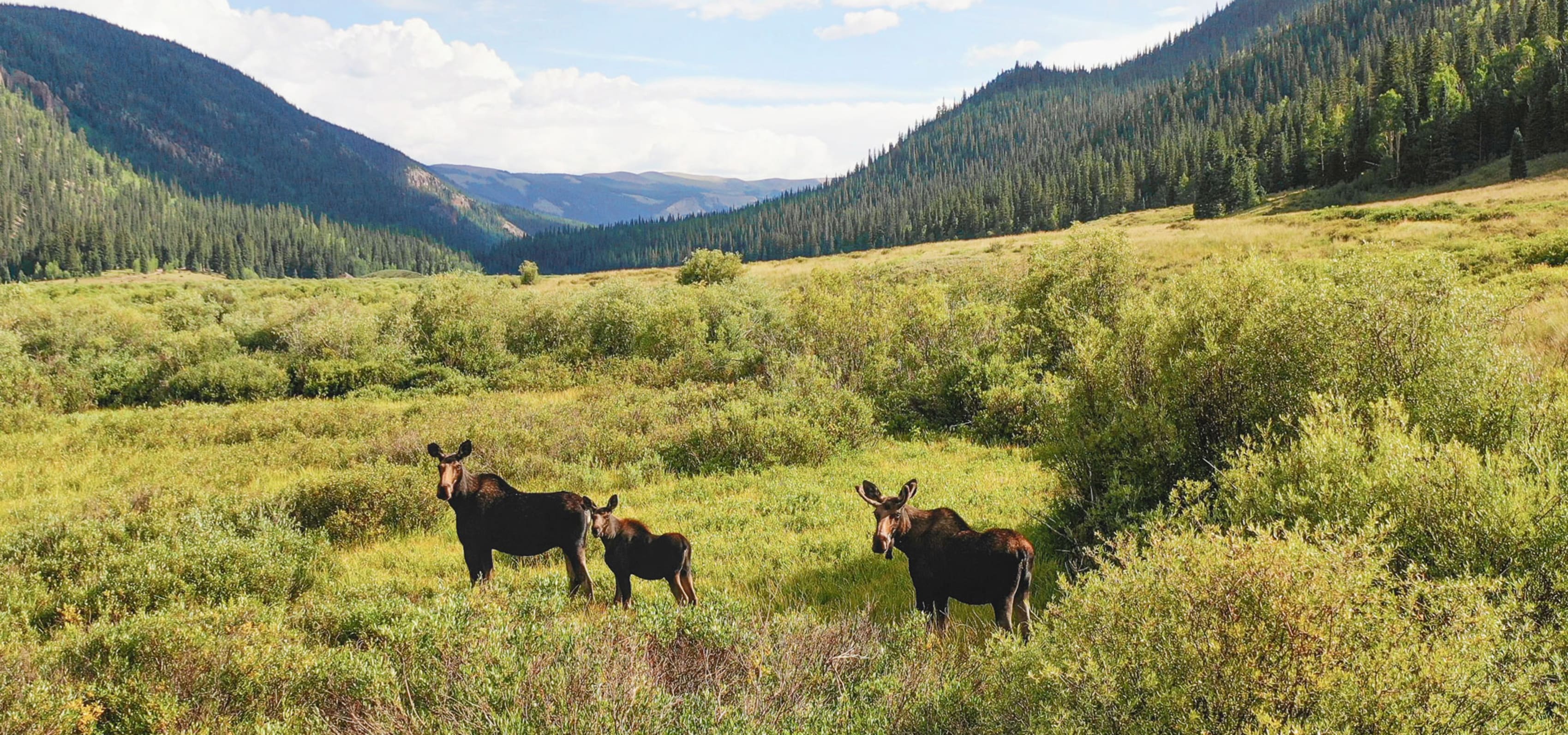 Moose in Colorado