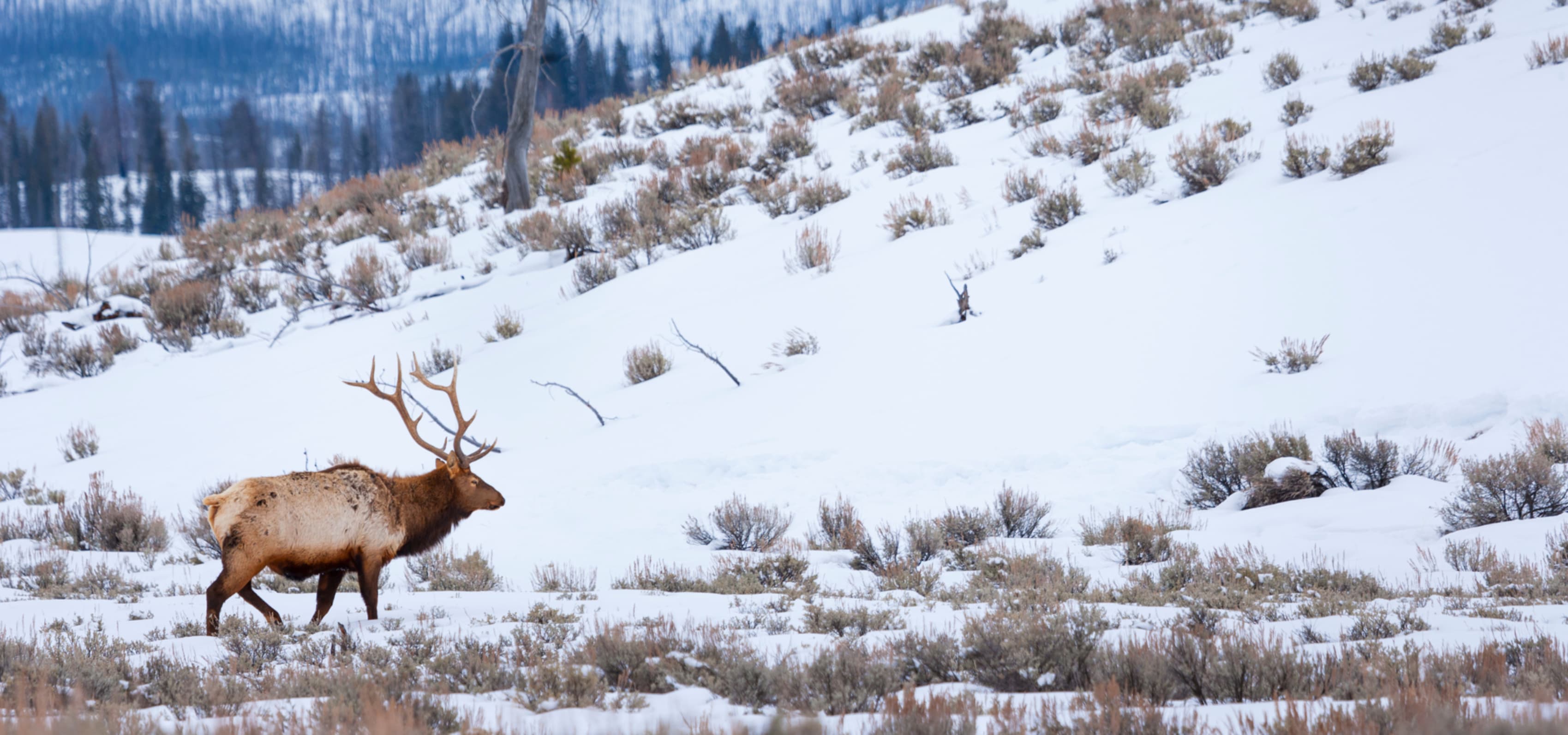 Elk on Snowmobile Tour Laramie Wyoming