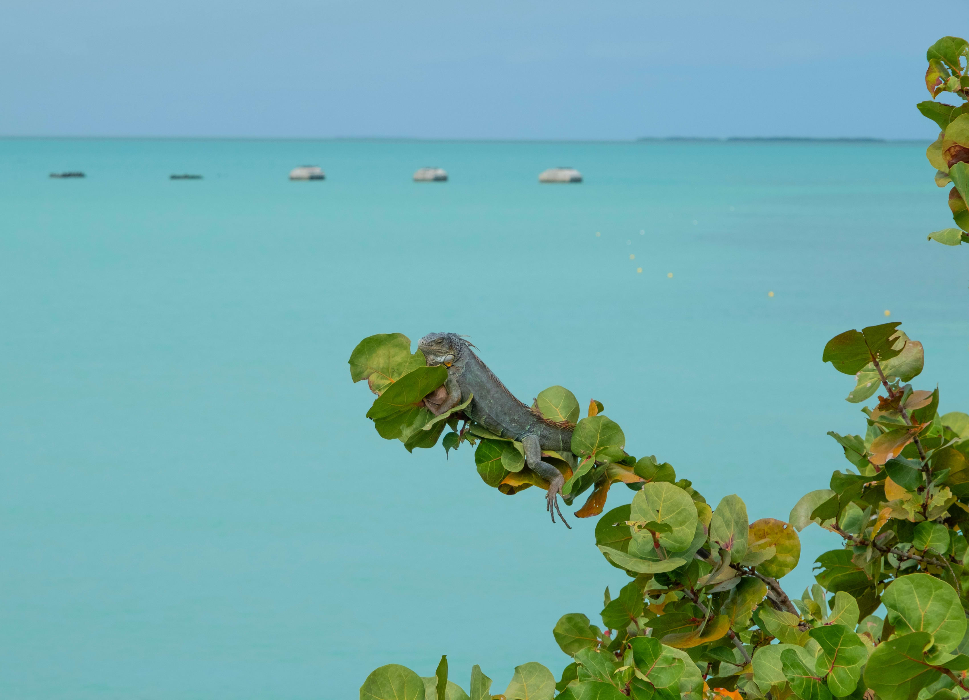 Marathon - Key West Adventures