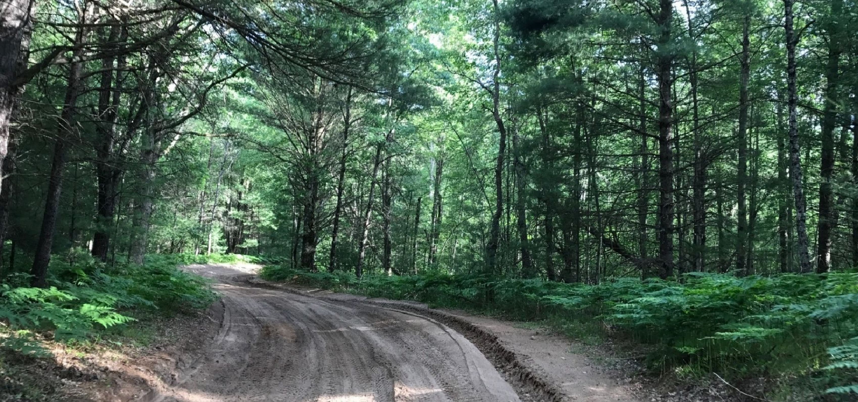 Wooded ORV trail in Michigan