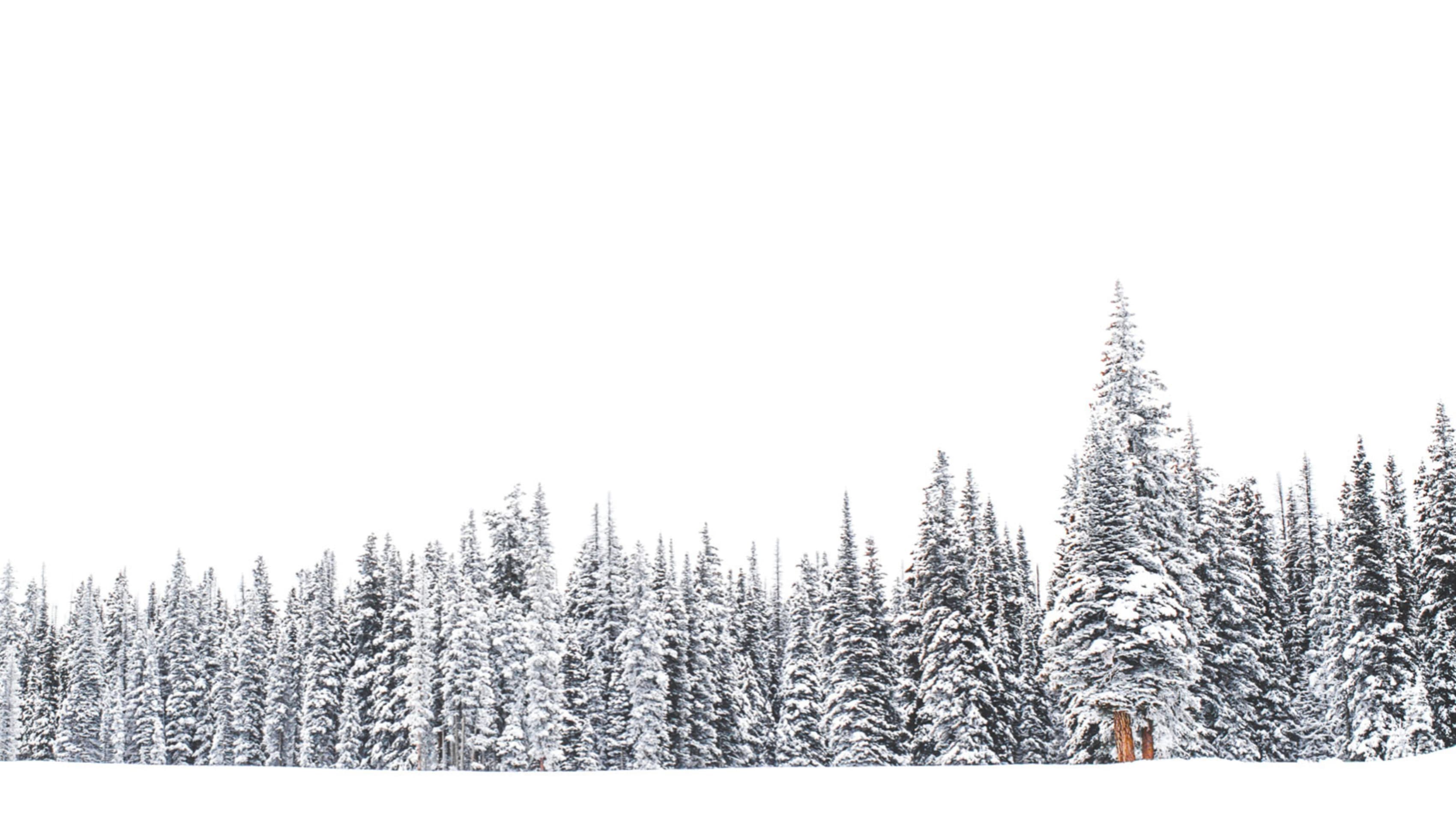 Pines covered in winter snow