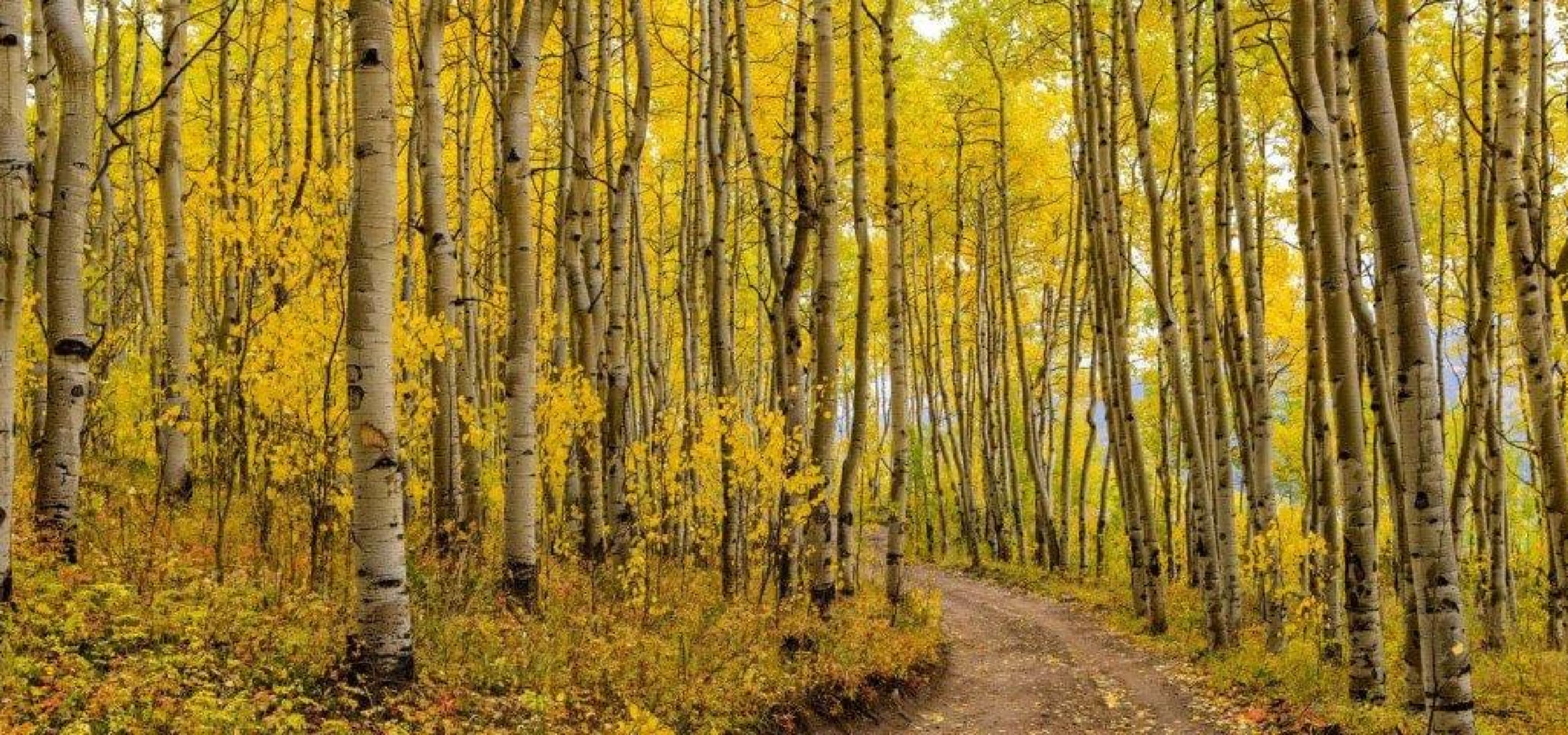 Gorgeous fall foliage in upstate New York