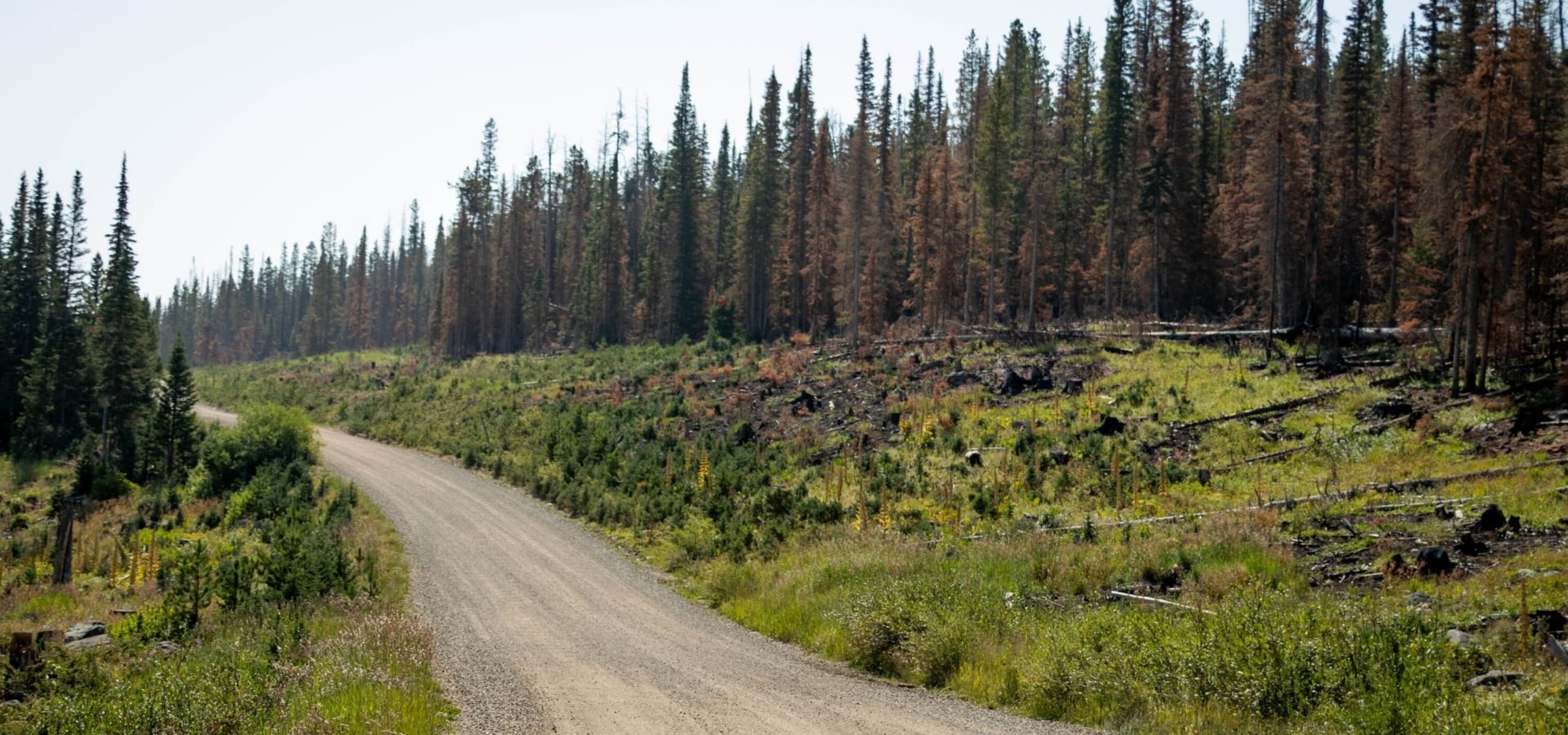 off-road trail winding through forest